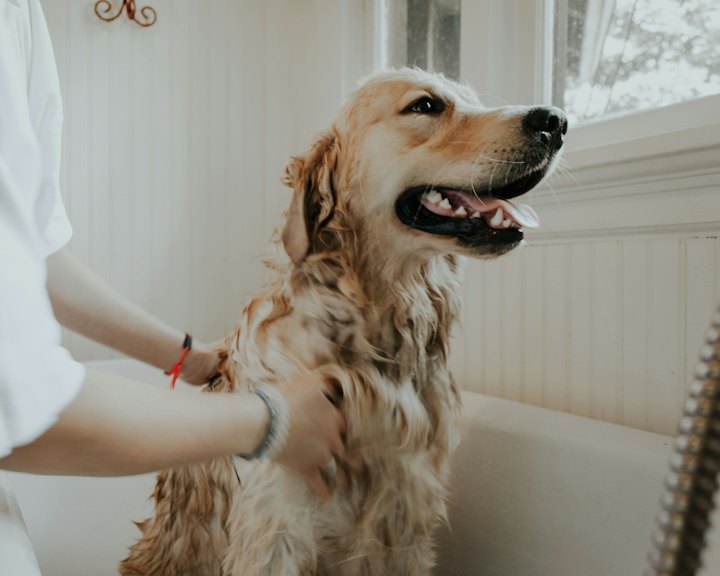 A happy golden retriever being bathed